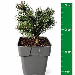 Pinus mugo 'Klostergrün'