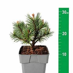 Pinus mugo 'Mops'