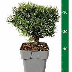 Pinus mugo 'Mops'