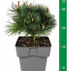 Pinus mugo 'Mops'