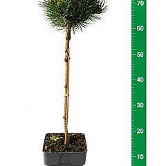 Pinus mugo 'Mops'