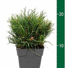Pinus mugo mugo