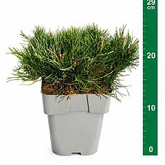 Pinus mugo mugo