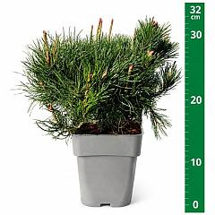 Pinus mugo mugo