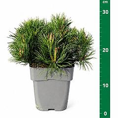 Pinus mugo pumilio