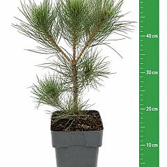 Pinus mugo uncinata