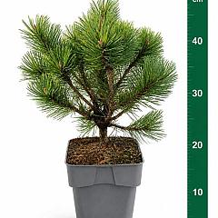 Pinus mugo 'Winter Gold'