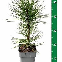 Pinus nigra 'Fastigiata'