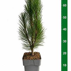 Pinus nigra 'Green Tower'