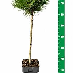 Pinus nigra 'Marie Bregeon' 