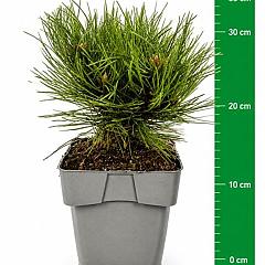 Pinus nigra 'Nana'