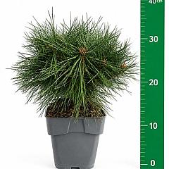 Pinus nigra 'Pierrick Brégeon'