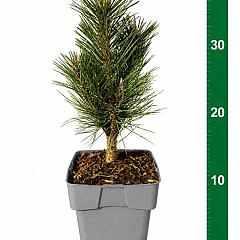Pinus nigra 'Richard'