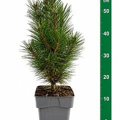 Pinus nigra 'Richard'