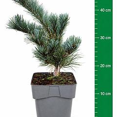 Pinus parviflora 'Negishi'