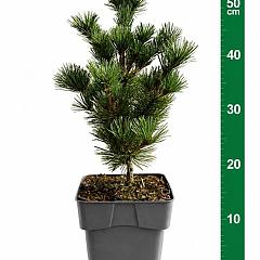 Pinus parviflora 'Negishi'