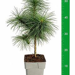Pinus strobus