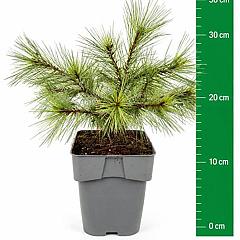 Pinus strobus 'Blue Shag'