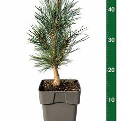 Pinus sylvestris 'Fastigiata'