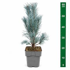Pinus sylvestris 'Fastigiata'