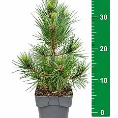 Pinus sylvestris 'Globosa Viridis'
