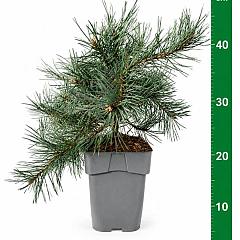 Pinus sylvestris 'Repens'