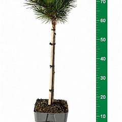 Pinus sylvestris 'Watereri'