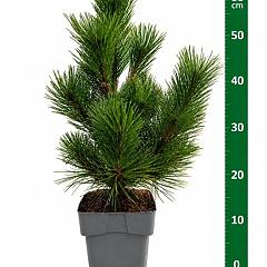 Pinus thunbergii 'Sayonara'