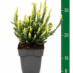Sequoia sempervirens 'Adpressa'