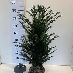 Taxus baccata
