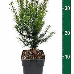 Taxus baccata