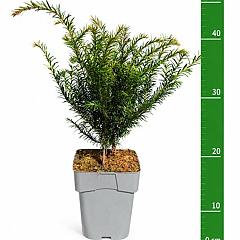 Taxus baccata