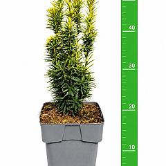 Taxus b. 'David'