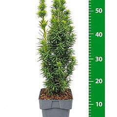 Taxus b. 'David'