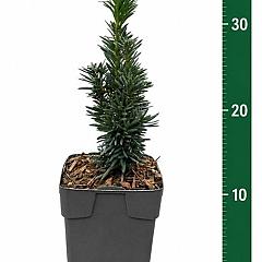 Taxus b. 'Fastigiata Robusta'