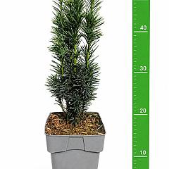 Taxus b. 'Fastigiata Robusta'