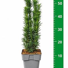 Taxus b. 'Fastigiata Robusta'