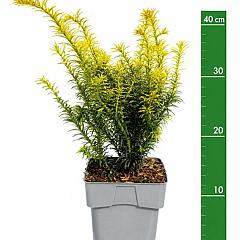 Taxus b. 'Goldstrike'