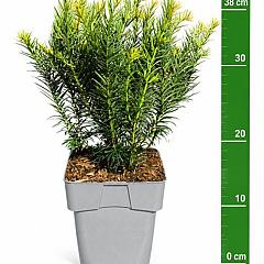 Taxus b. 'Repandens'