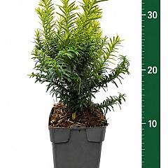 Taxus b. 'Summergold'