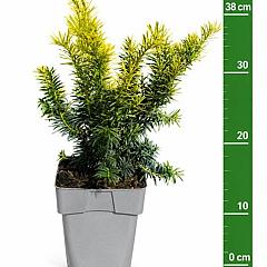 Taxus b. 'Summergold'