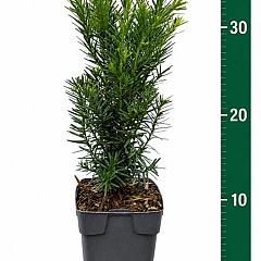 Taxus media 'Densiformis'