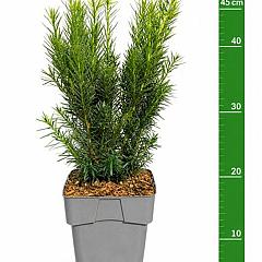 Taxus media 'Densiformis'