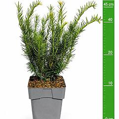 Taxus media 'Farmen'