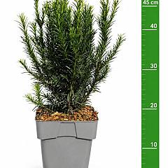 Taxus media 'Groenland'