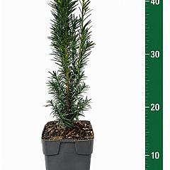 Taxus media 'Hicksii'