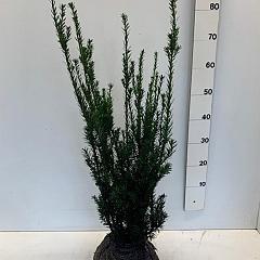 Taxus media 'Hillii'