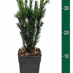 Taxus media 'Hillii'