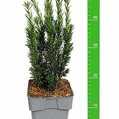 Taxus media 'Hillii'