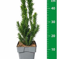 Taxus media 'Hillii'